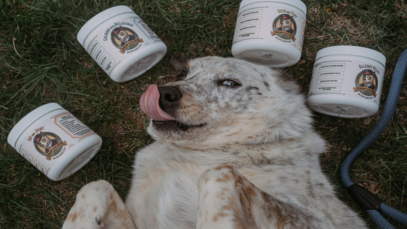 Meet the family behind Pawssups